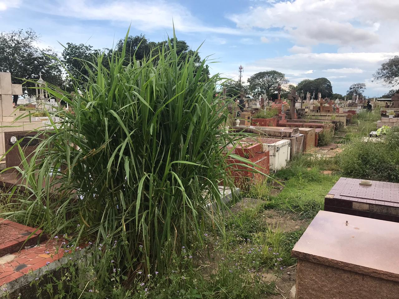 Frequentadores relatam abandono no Cemitério da Saudade