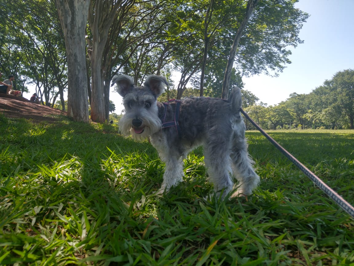 Calor pode trazer riscos para os pets