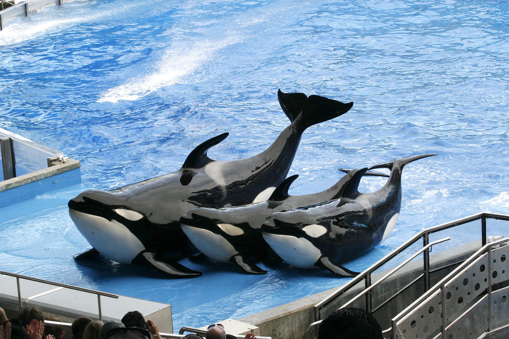 SeaWorld: parque aquático recebe 5 milhões de visitantes por ano