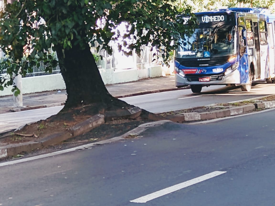 Prefeitura vai retirar árvores da Rua da Abolição este mês