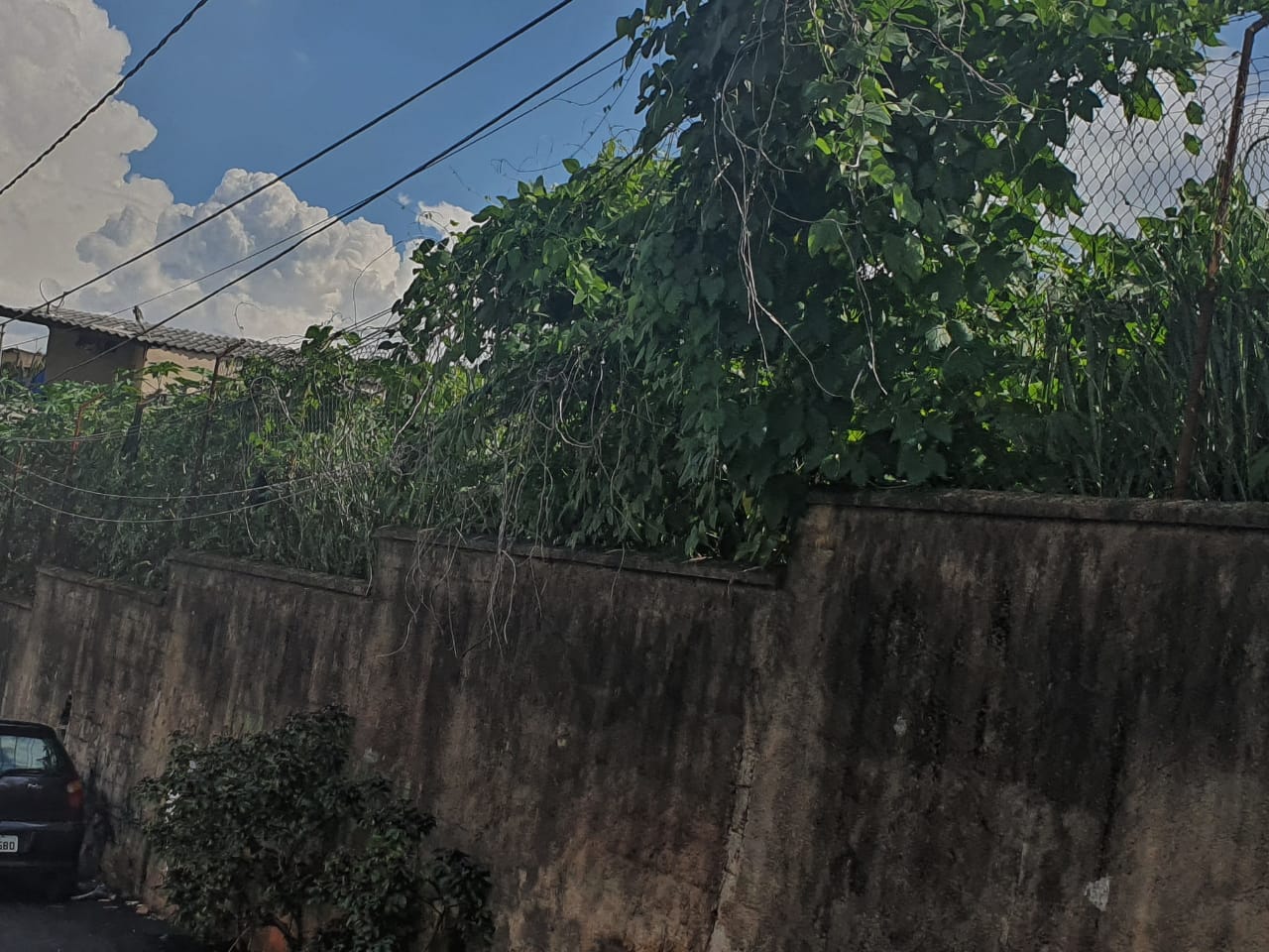 Mato alto em escolas estaduais preocupa moradores