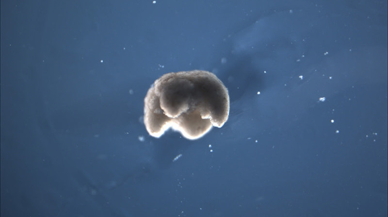 Cientistas criam robô por meio de células-tronco de sapos