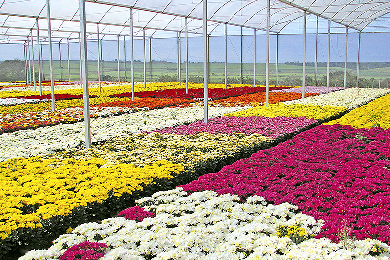 Floriculturas de Campinas podem reabrir