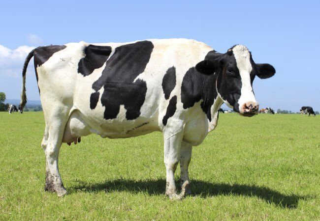A Boa Notícia: anticorpos de vaca são testados contra vírus