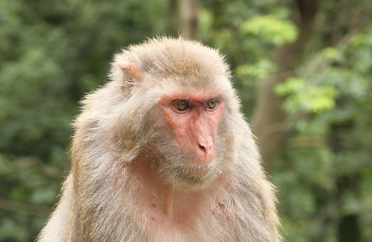 A Boa Notícia: estudo detalha imunidade em macacos