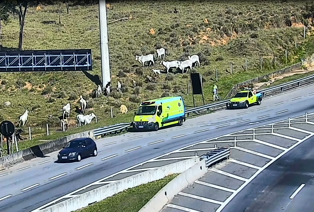 Concessionária faz senso animal para evitar acidentes
