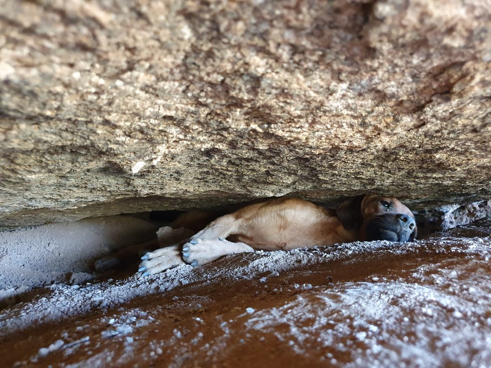 Cachorro é resgatado pelos Bombeiros em Valinhos