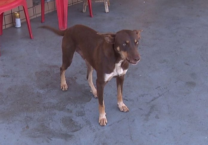 A Boa Notícia: cão acha R$ 4 mil e devolve