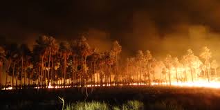 Estúdio Agro: queimadas no Pantanal
