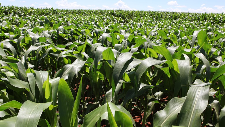 Limeira, Mogi Mirim e Jundiaí recebem prêmio no ranking paulista do agro