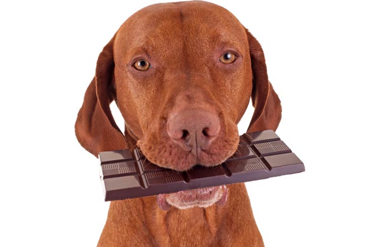 Vida Pet – Alimentos tóxicos e inadequados