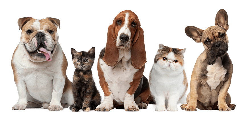 Vida Pet –  Dia do Veterinário