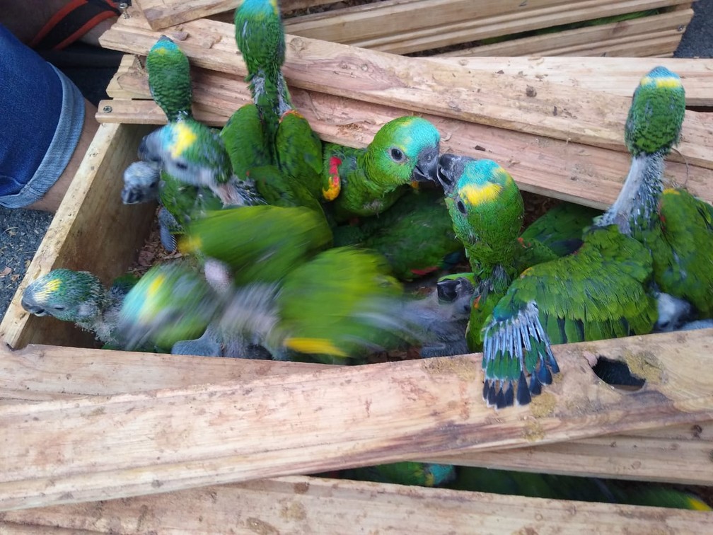 Dois são detidos com mais de 150 aves em carro