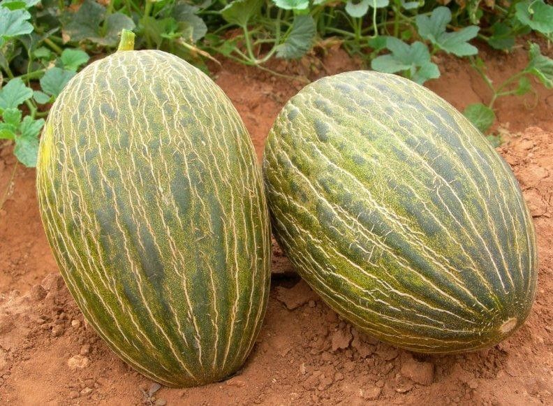Estúdio Agro: China recebe carga de melão made in Mossoró