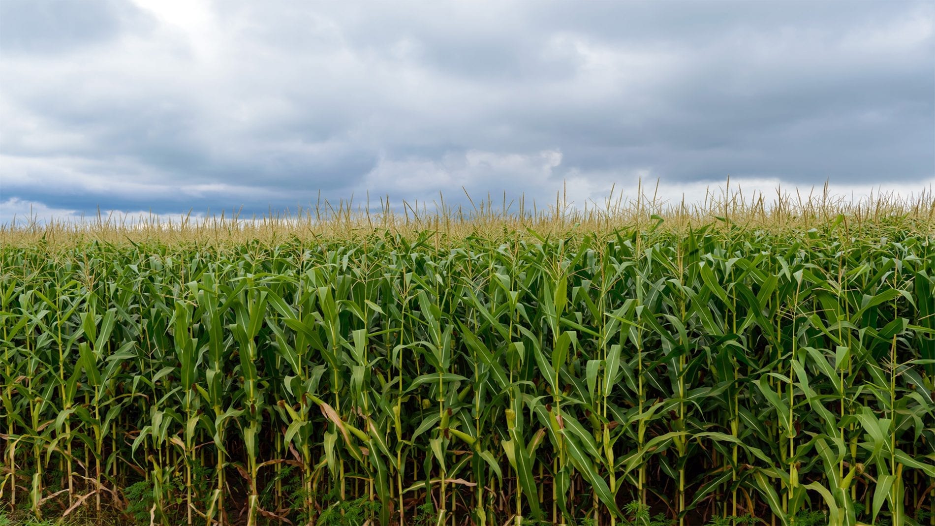 Estúdio Agro: safra com venda recorde