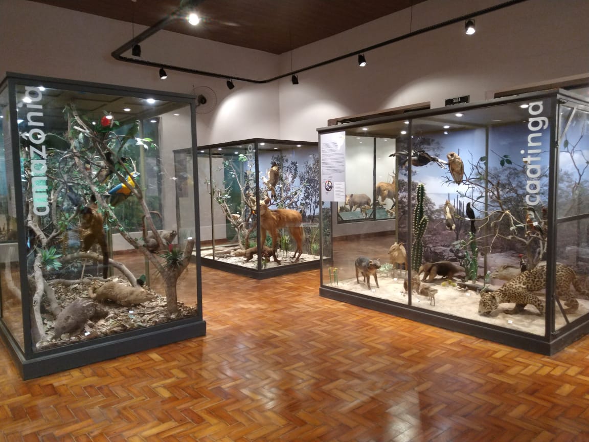 Museu de História Natural é revitalizado e reabre