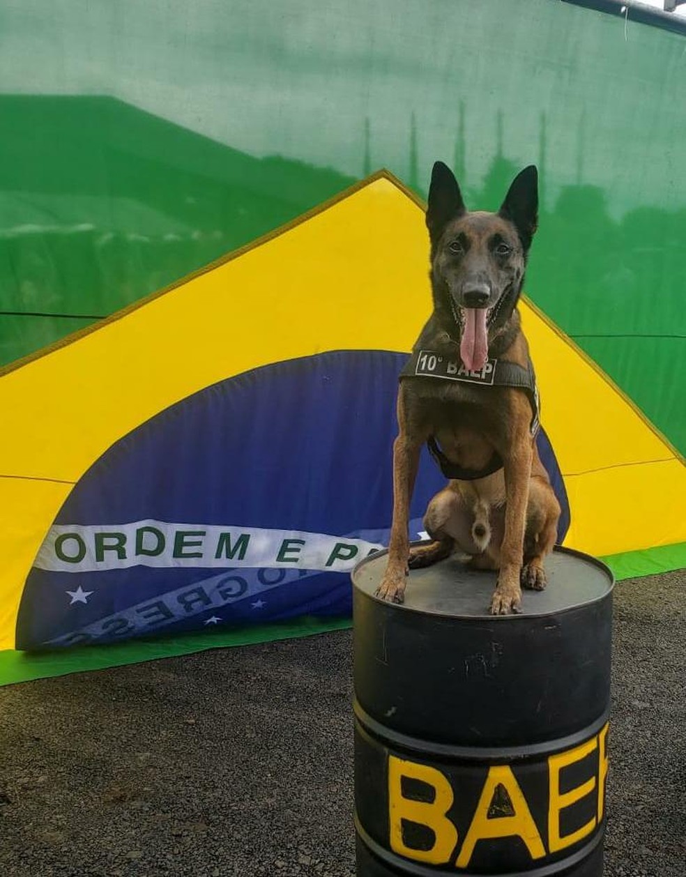 Cão da Polícia Militar de Piracicaba se aposenta