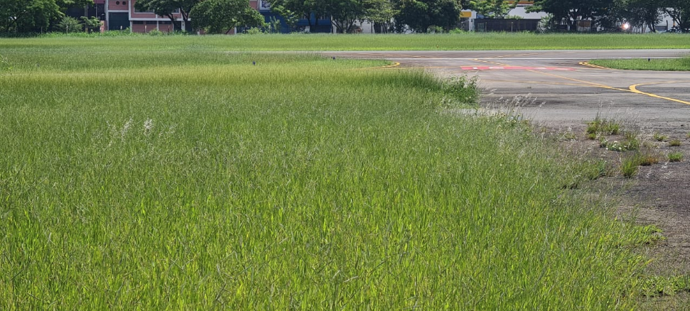 Mato alto gera riscos em pousos no Aeroporto dos Amarais