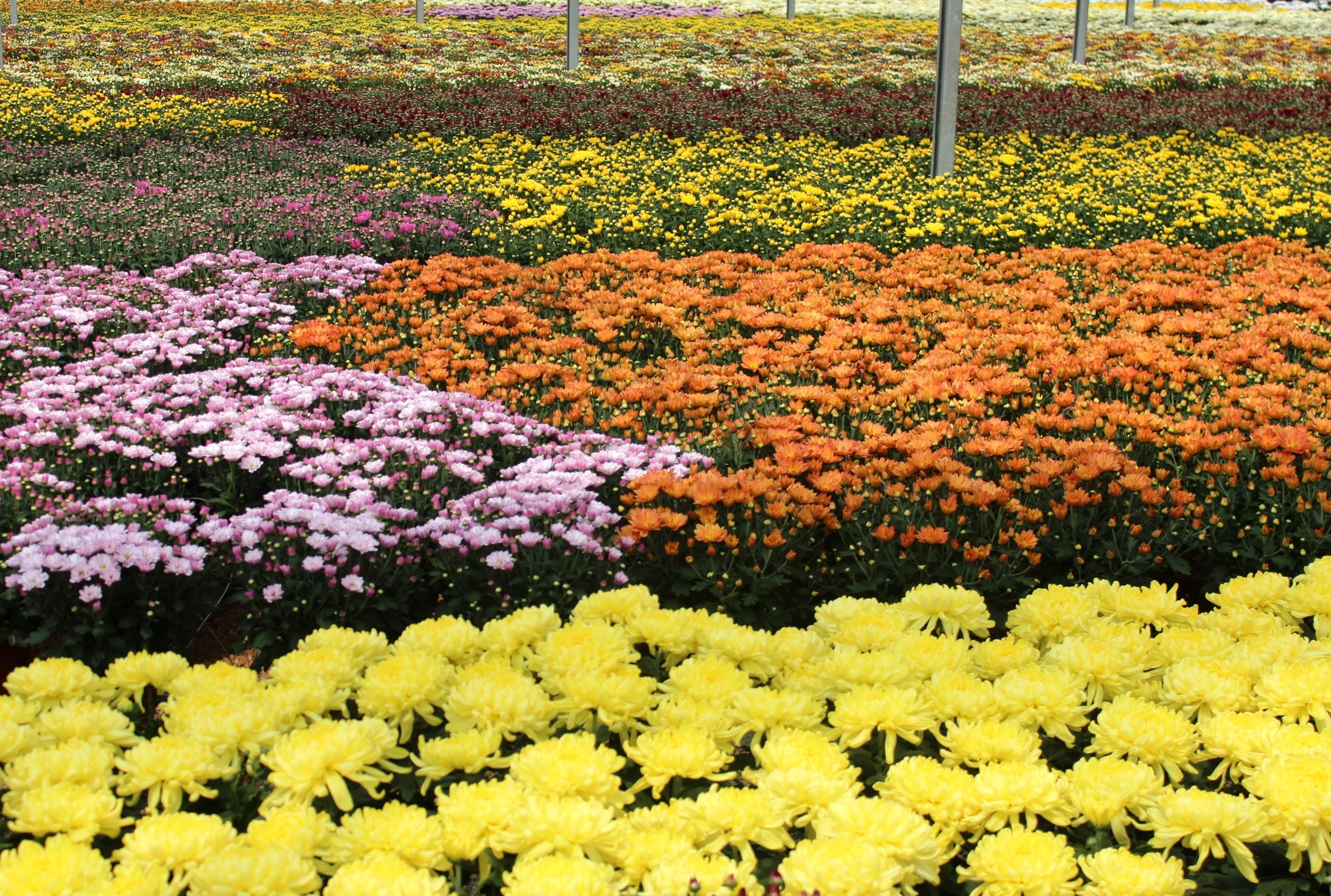Mercado de flores deve retomar números de 2019 no feriado de finados