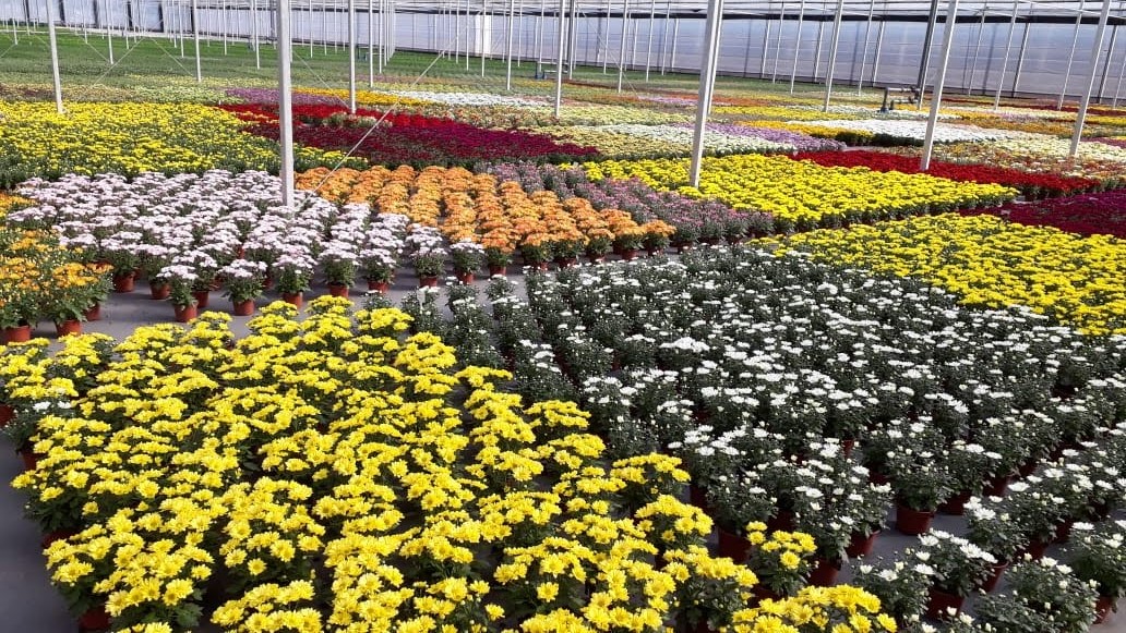Procura por flores cresce 15% durante as festas de Ano Novo
