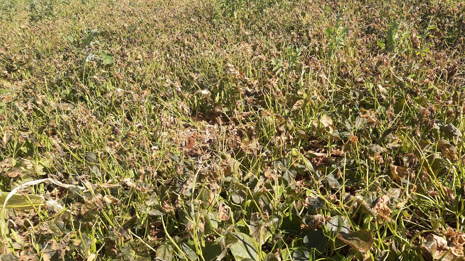 Geadas trazem prejuízos aos agricultores da região