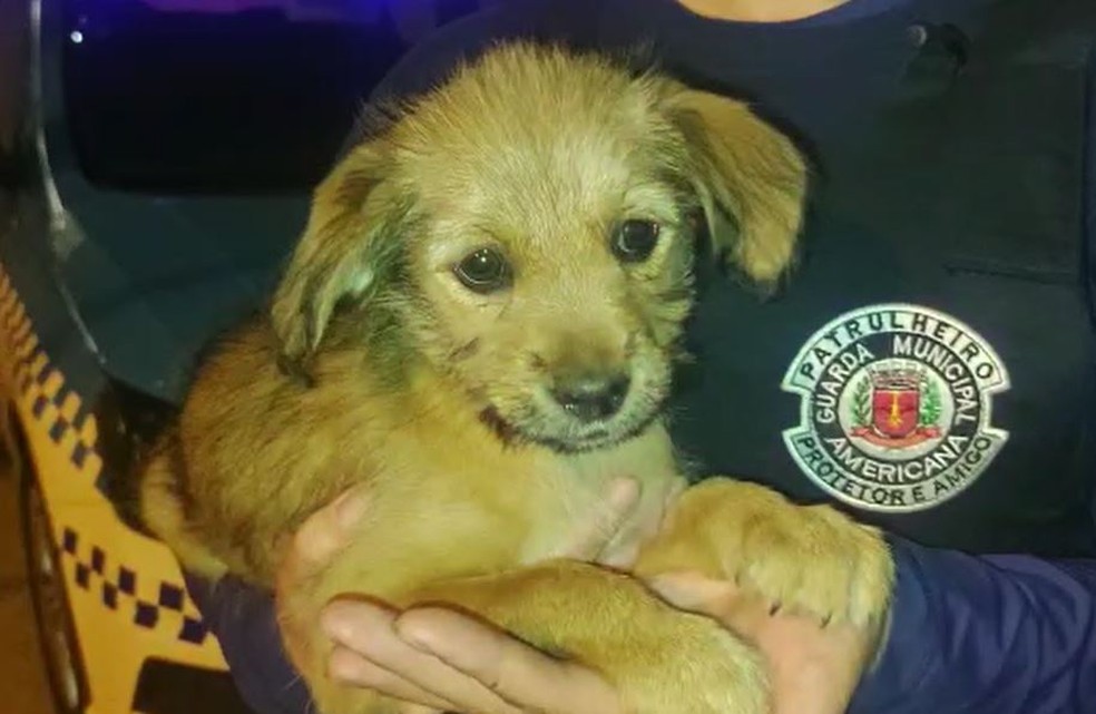 Mulher abandona animais e responde por maus-tratos