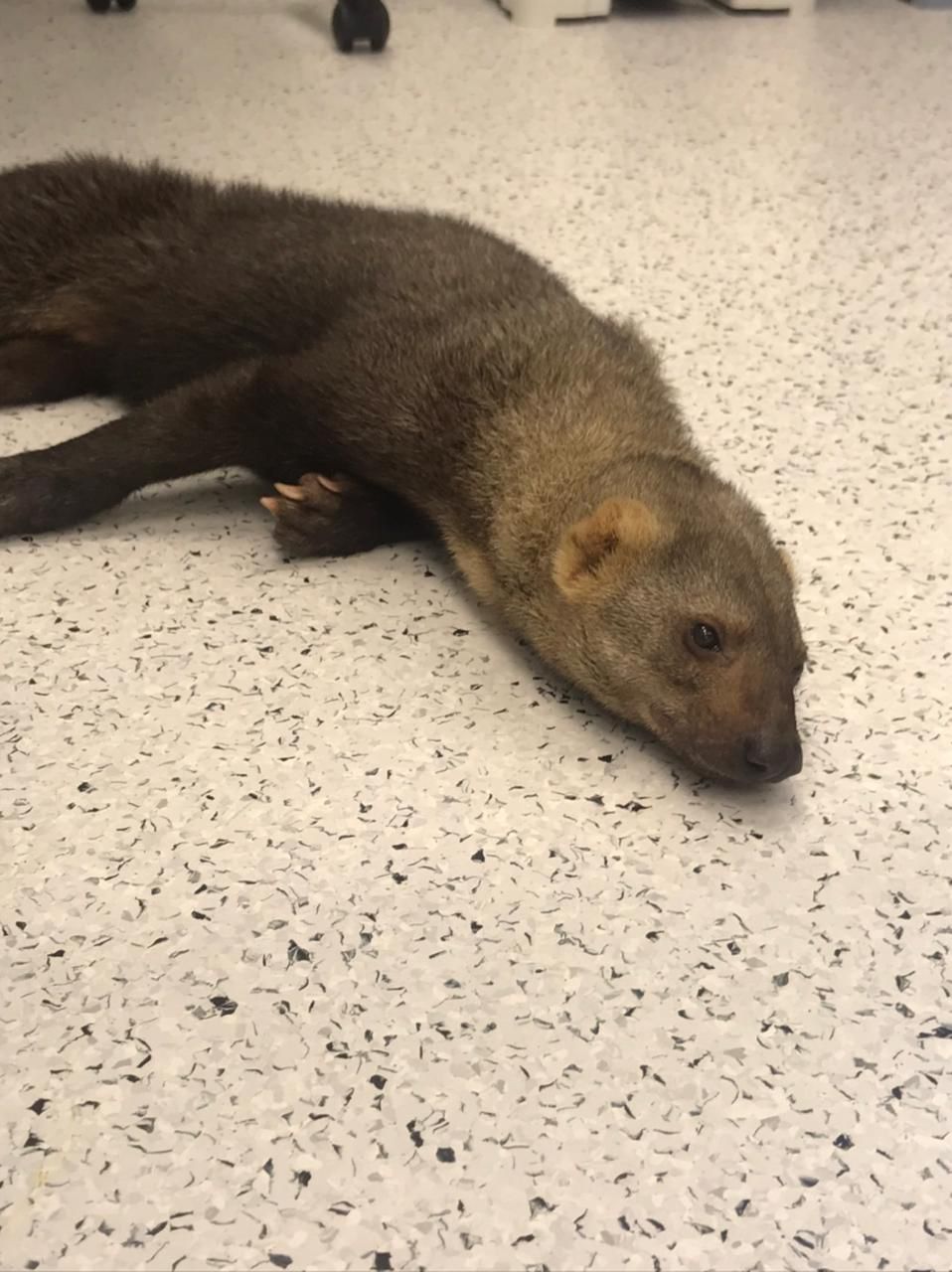 Adolescente invade jaula de zoológico para separar briga de iraras