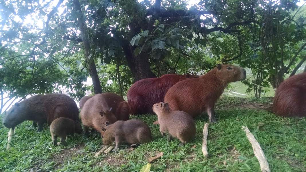 Presença de carrapatos em parques preocupa moradores