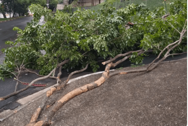 Chuva derruba cinco árvores em Campinas