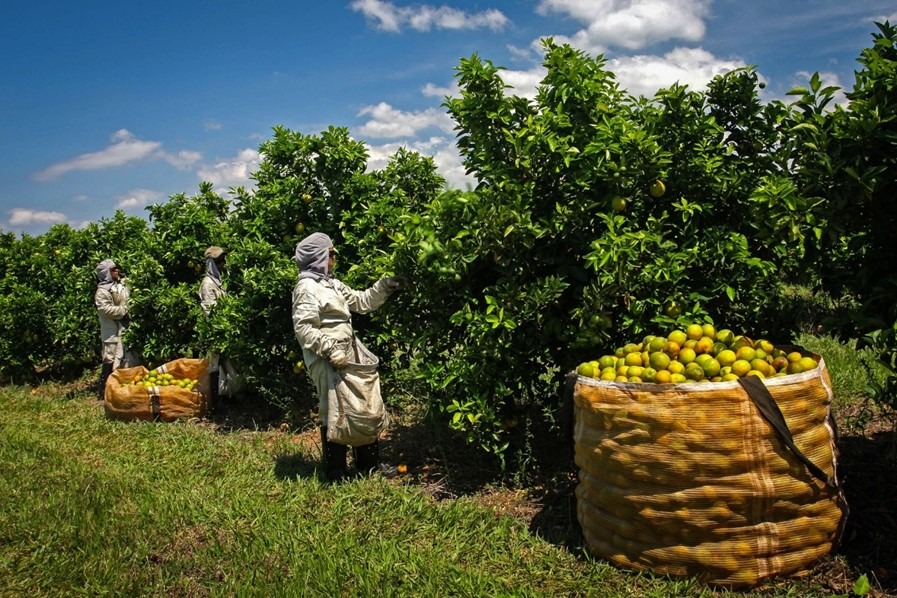 Agronegócio fecha 2021 com saldo positivo, mas seca preocupa