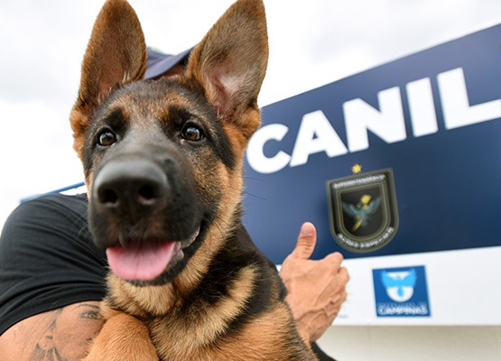 Cães auxiliam operações da GM em Campinas e fazem apresentações