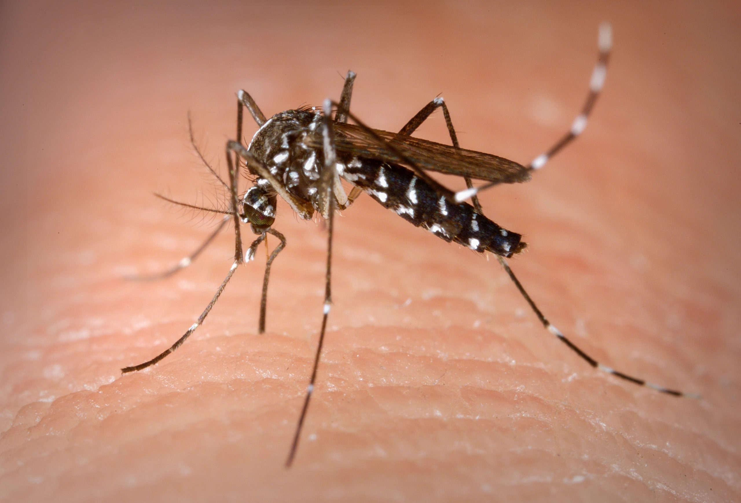 Americana confirma 4ª morte por dengue e casos disparam 288%