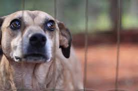 Deixar animal acorrentado em Campinas pode gerar multa de até R$ 17,9 mil