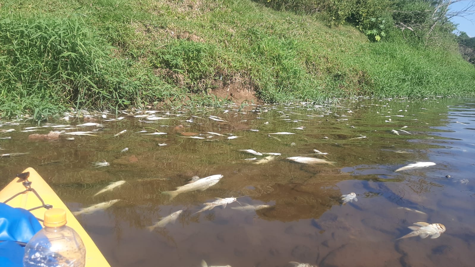 Recuperação do Rio Piracicaba após morte de peixes pode levar até 9 anos para ocorrer