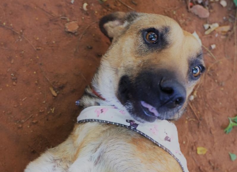 Campinas abre 800 vagas para castração de animais na região dos Amarais