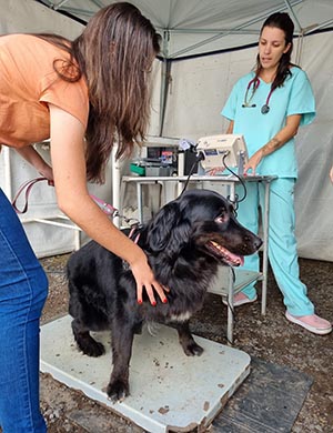 CCZ de Americana faz cadastro para mutirão de castração de animais