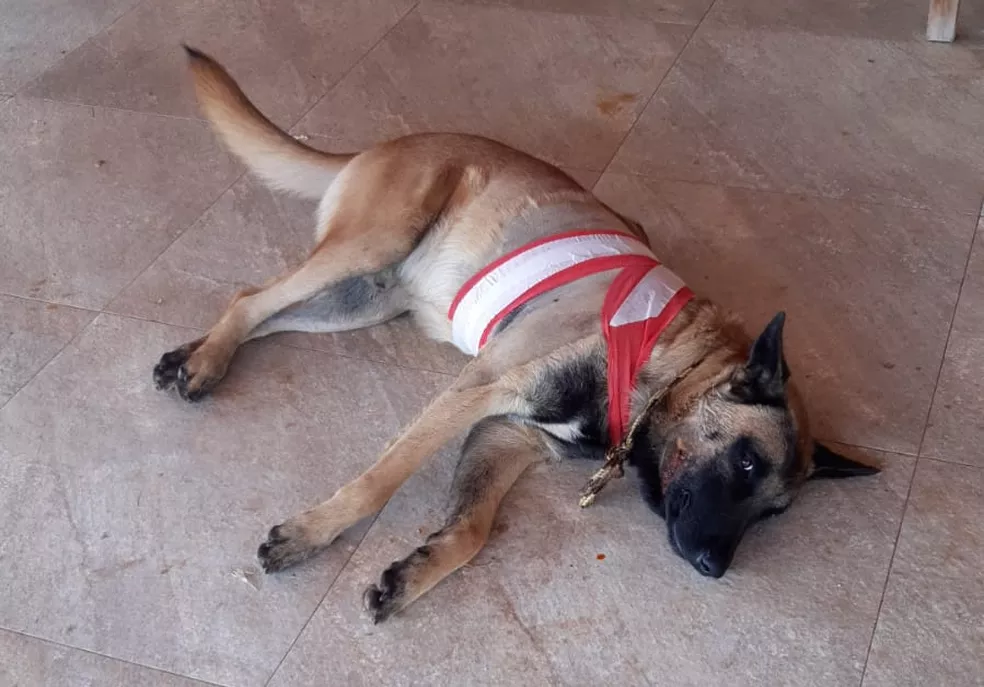 Morre cão atingido por tiro dado por ex-policial militar em Piracicaba
