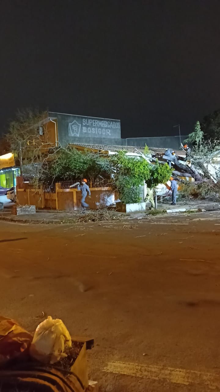 Ventania derruba 17 árvores em todas as regiões de Campinas