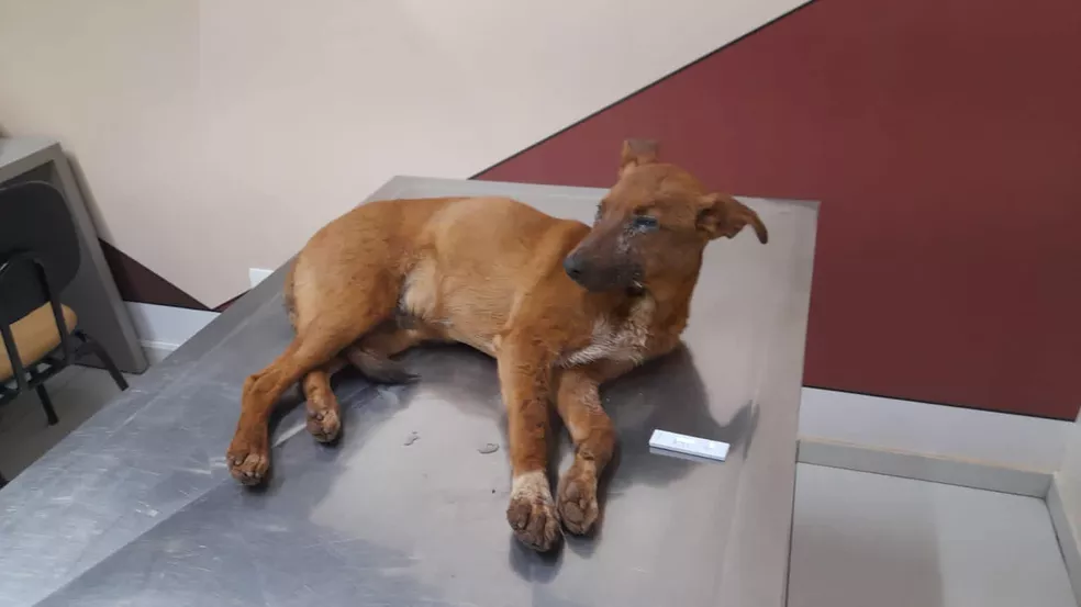 Cordeirópolis vive surto de cinomose: 20 cães já morreram