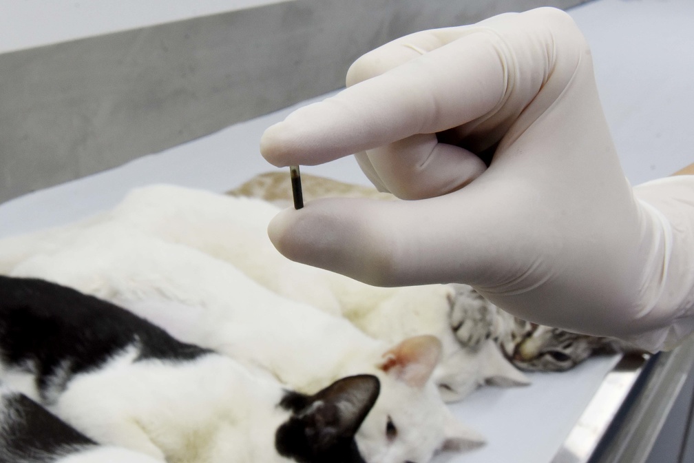 Campinas tem 11 mil microchipagens em cães e gatos em oito meses
