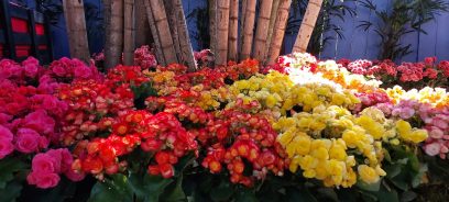 Programação da CBN Campinas "inaugura" Expoflora 2022