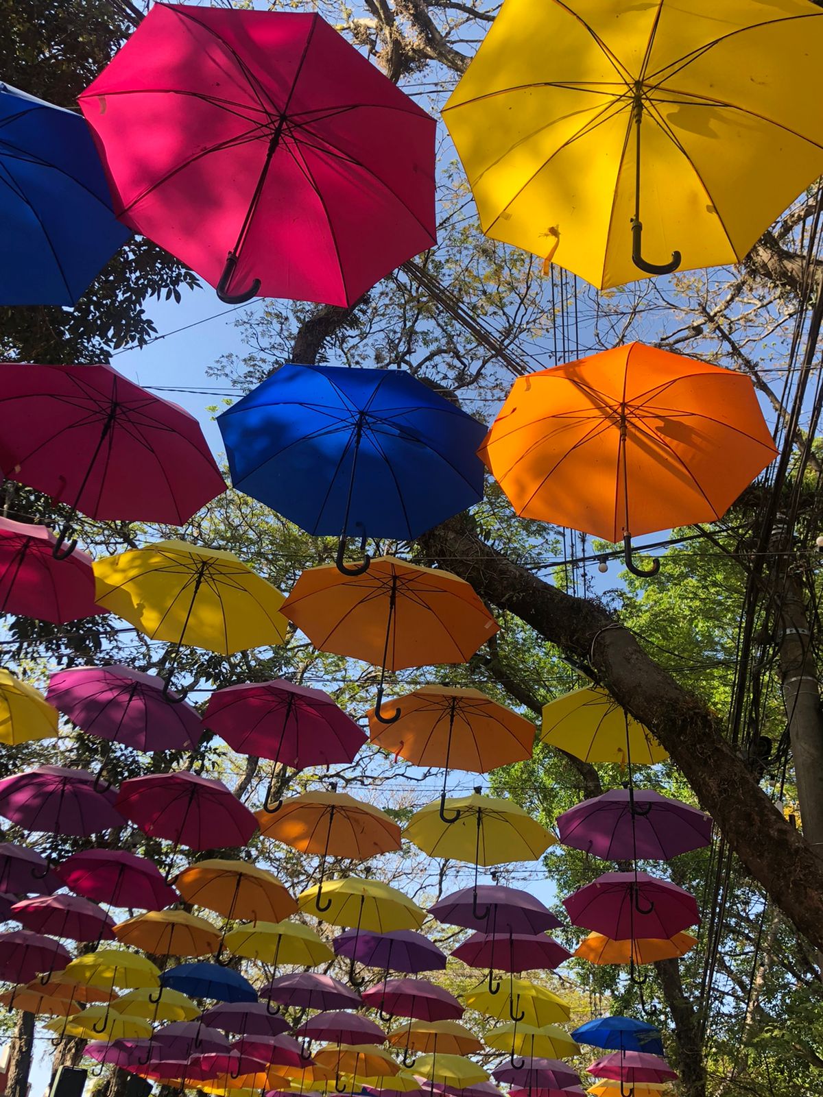 Expoflora 2024 tem início nesta sexta-feira em Holambra 