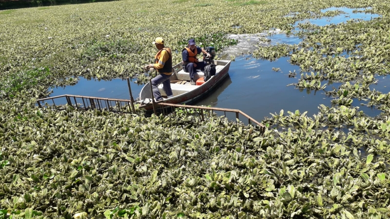 Começa retirada de aguapés na Lagoa do Jardim Amanda, em Hortolândia