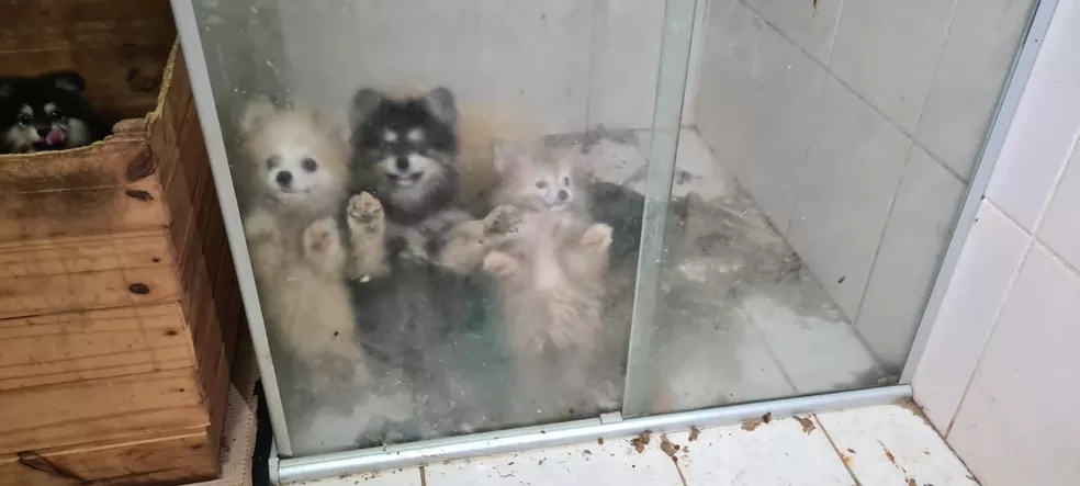 TJ nega pedido para que cães resgatados em Limeira voltem aos ex-criadores