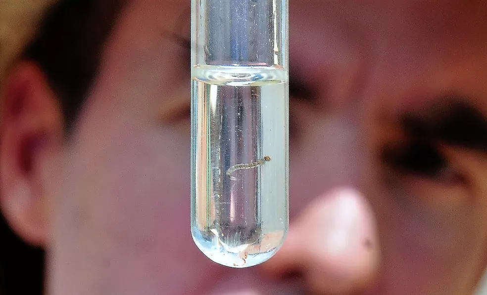 Saiba quais bairros vão ter mutirão contra dengue no sábado em Campinas