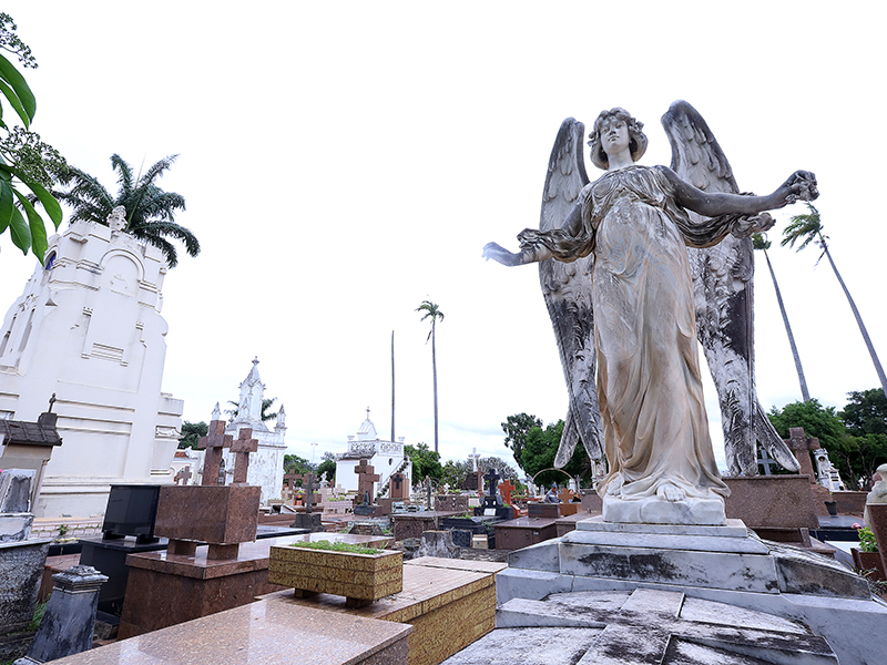 Setec finaliza pesquisa: população aceita sepultamento de animais com pessoas