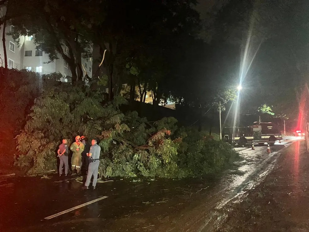 Chuva provoca queda de mais uma árvore em Campinas