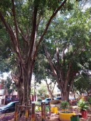 Comunidade da Praça do Coco demonstra preocupação com situação de árvores