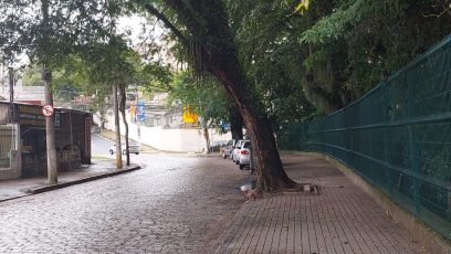 Corte de árvores no Bosque dos Jequitibás gera polêmica