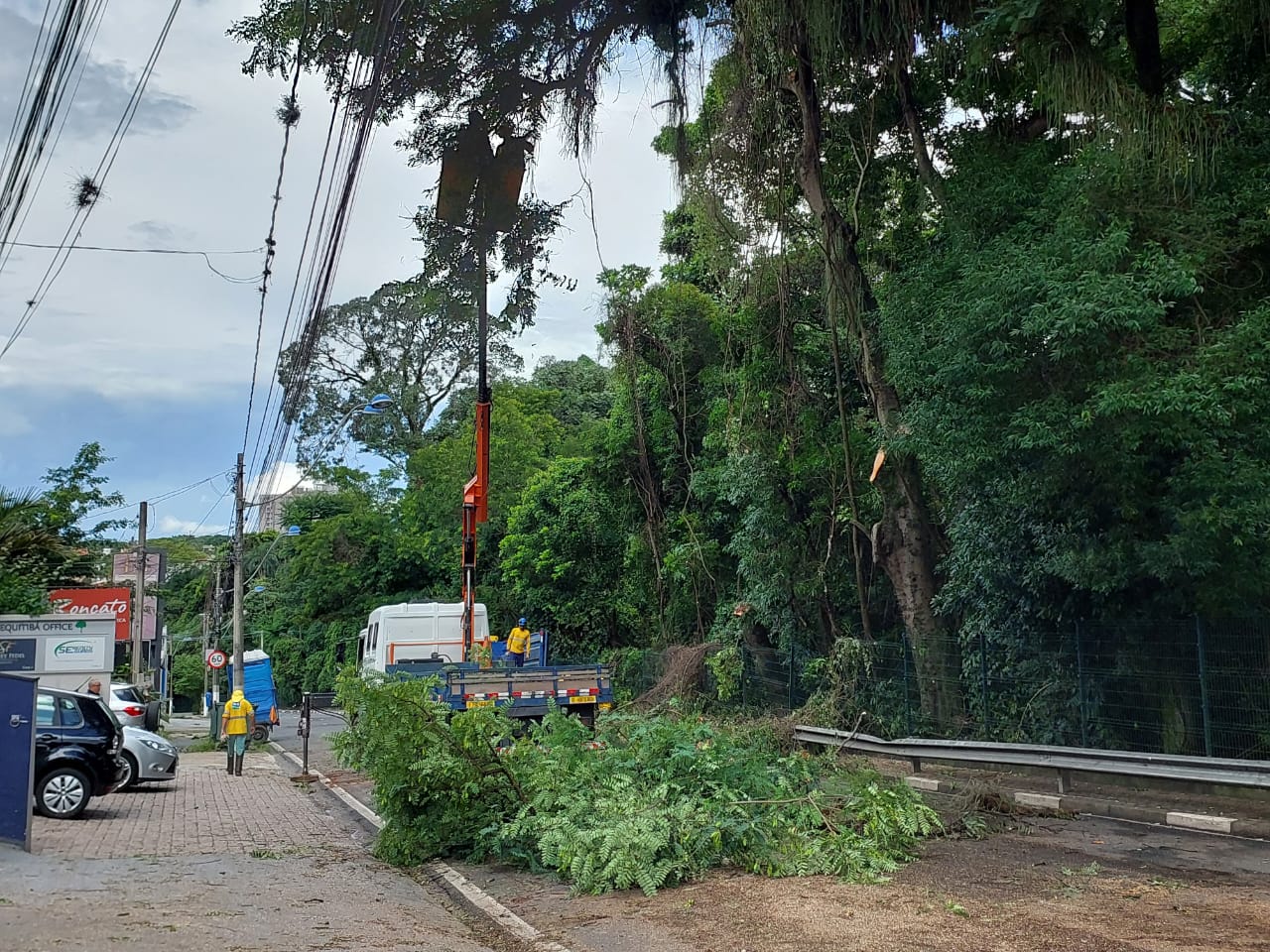 Campinas reduz podas de árvores em 38% nos últimos três anos